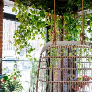 hanging vines decoration