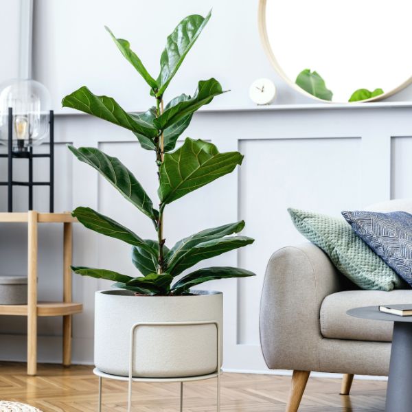 potted plant decoration