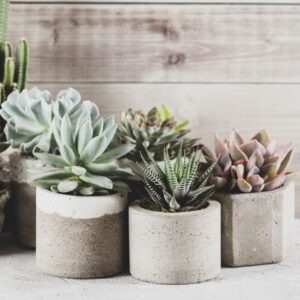 table succulent decor