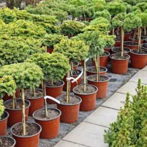 mindful gardening nursery